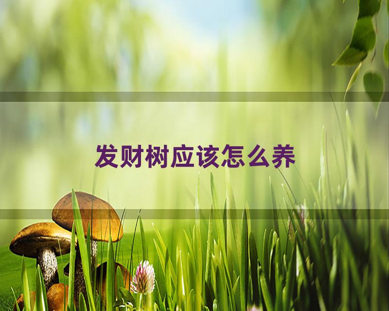 发财树应该怎么养