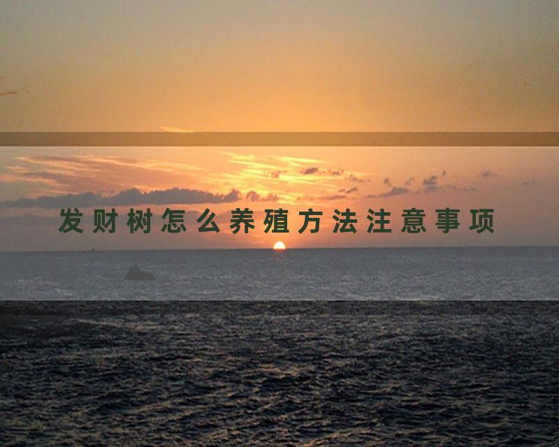 发财树怎么养殖方法注意事项