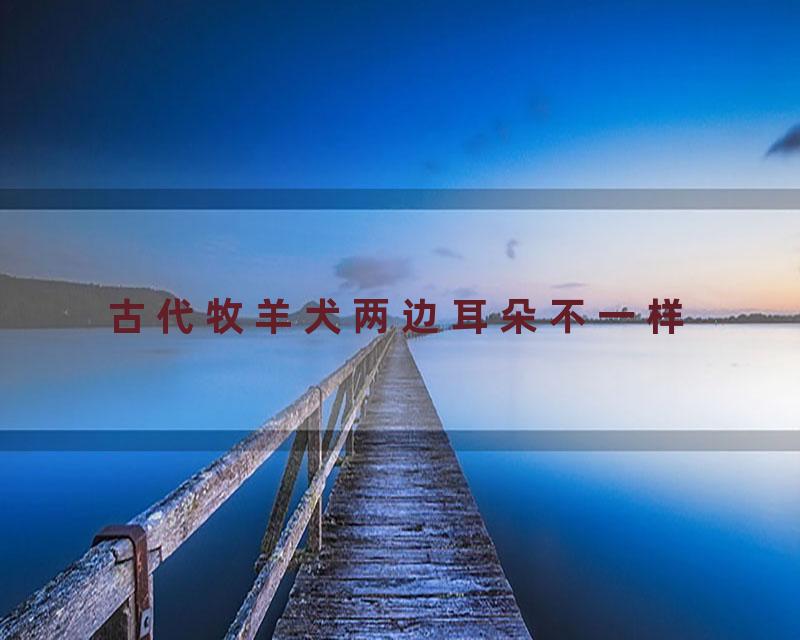 古代牧羊犬两边耳朵不一样