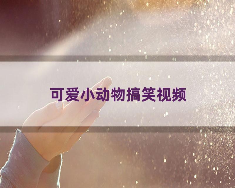 可爱小动物搞笑视频