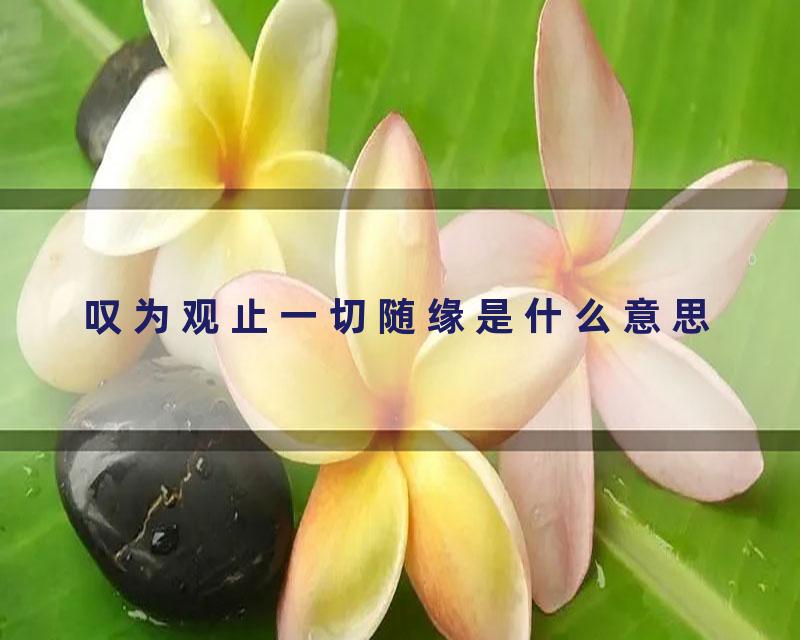 叹为观止一切随缘是什么意思