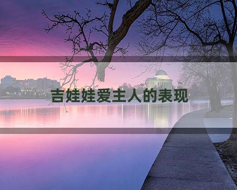 吉娃娃爱主人的表现