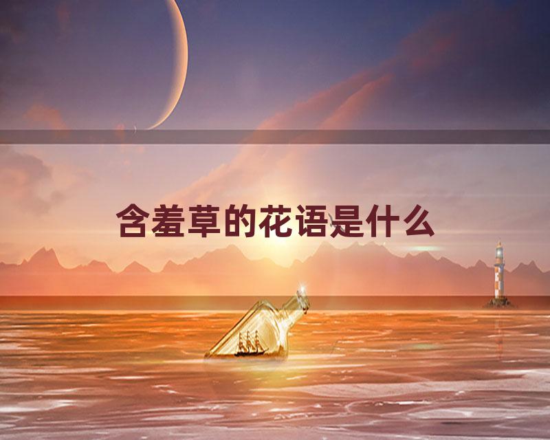 含羞草的花语是什么