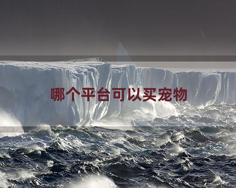 哪个平台可以买宠物