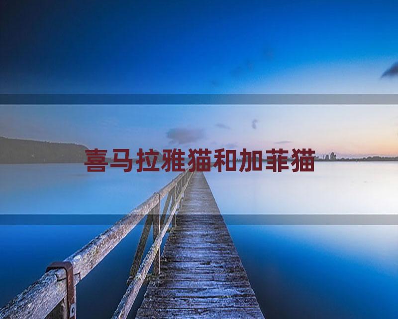 喜马拉雅猫和加菲猫