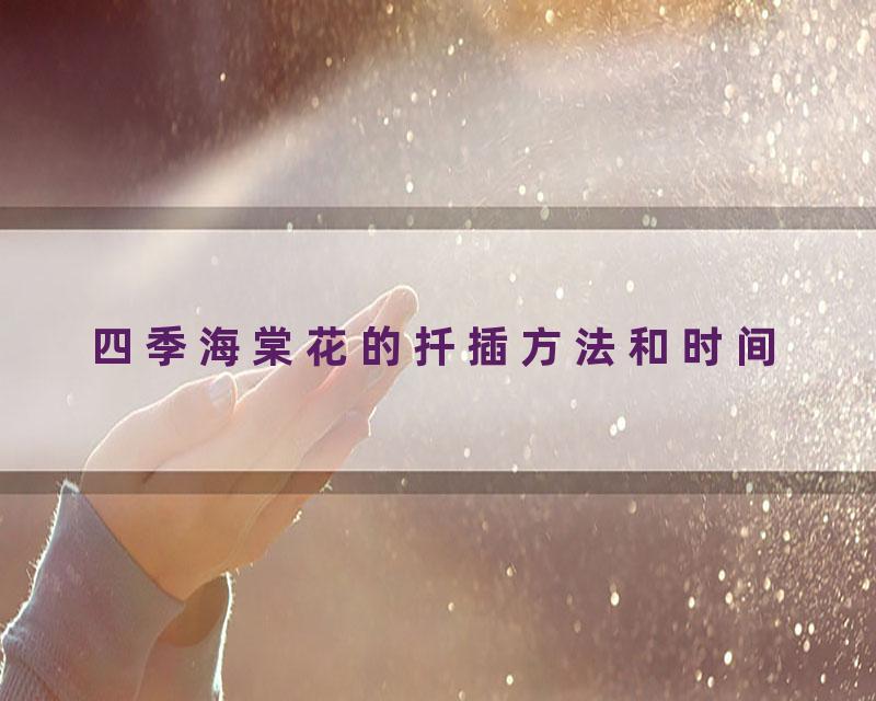 四季海棠花的扦插方法和时间