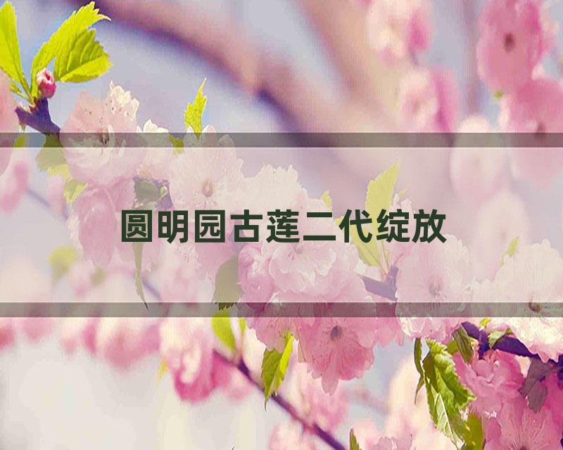 圆明园古莲二代绽放