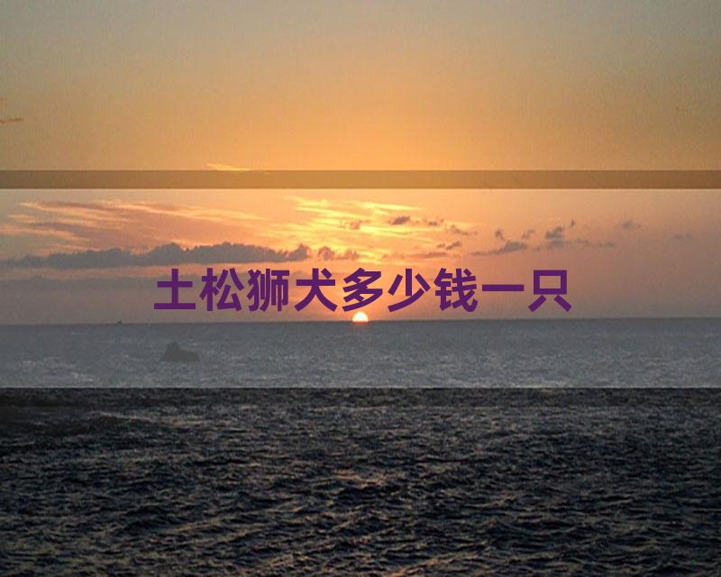 土松狮犬多少钱一只