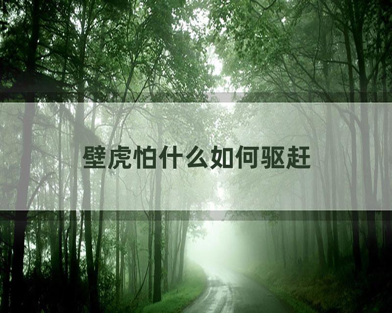 壁虎怕什么如何驱赶