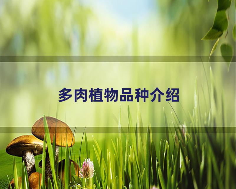 多肉植物品种介绍