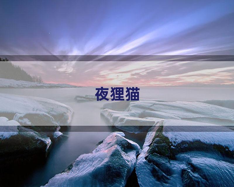 夜狸猫
