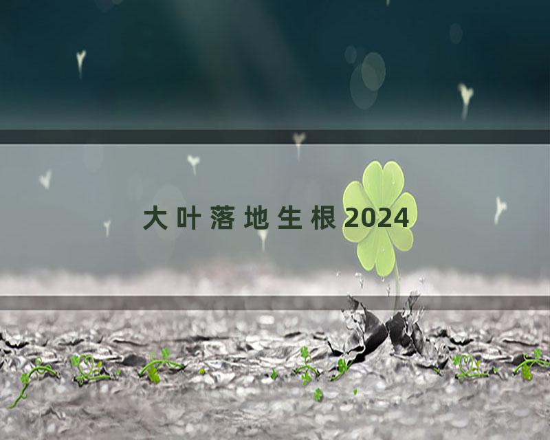 大叶落地生根2024
