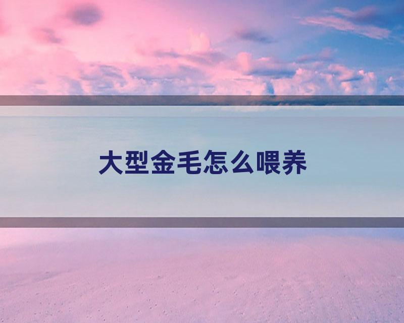 大型金毛怎么喂养