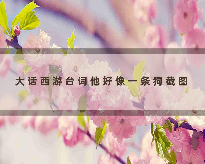 大话西游台词他好像一条狗截图