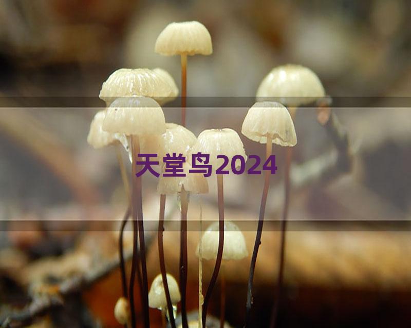 天堂鸟2024