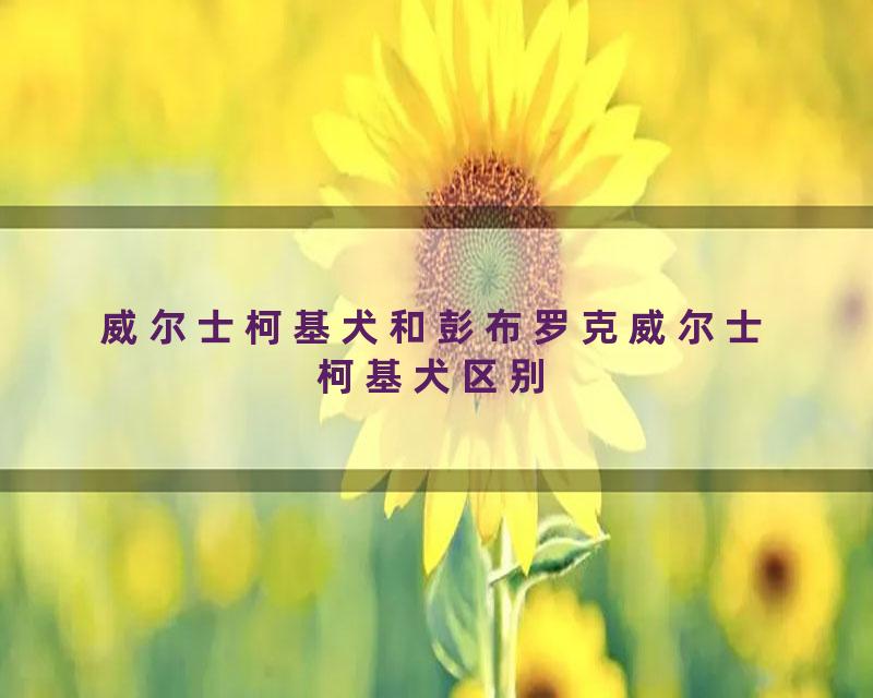 威尔士柯基犬和彭布罗克威尔士柯基犬区别