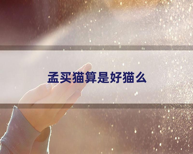 孟买猫算是好猫么