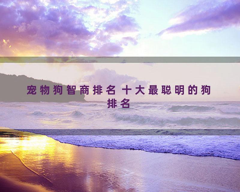 宠物狗智商排名 十大最聪明的狗排名
