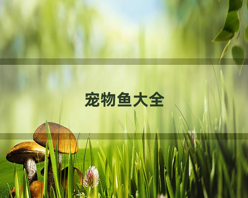 宠物鱼大全