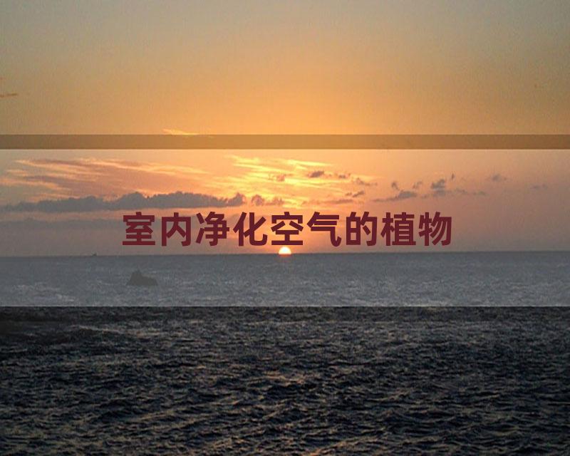 室内净化空气的植物