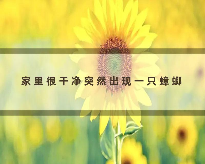 家里很干净突然出现一只蟑螂