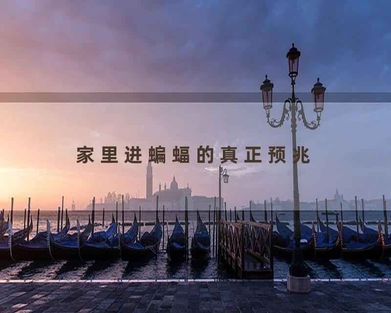 家里进蝙蝠的真正预兆