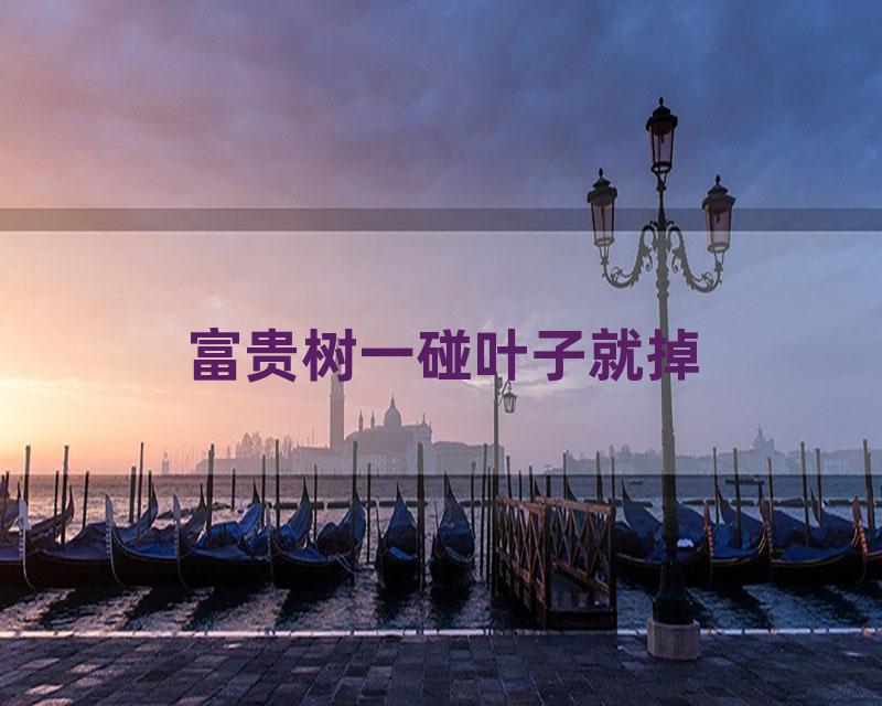 富贵树一碰叶子就掉