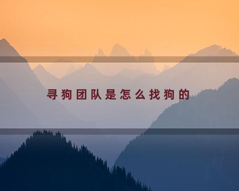 寻狗团队是怎么找狗的