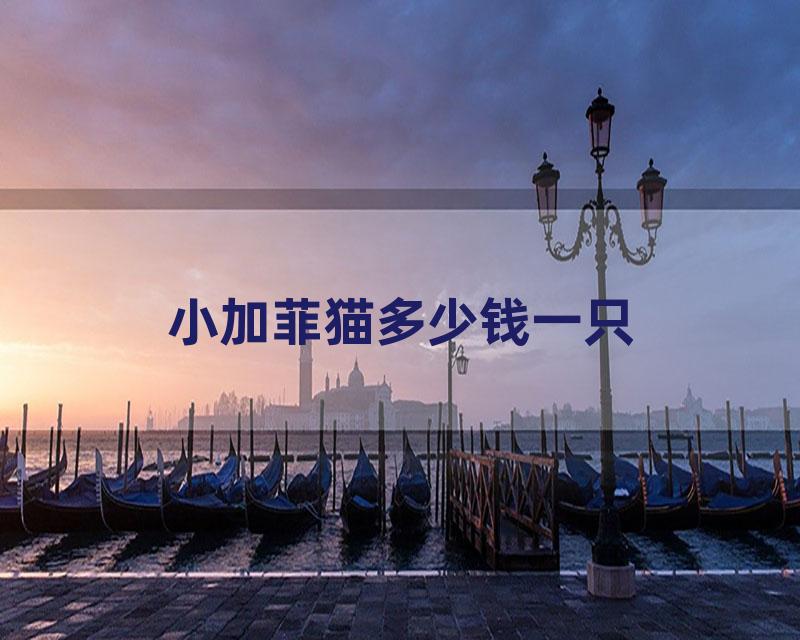 小加菲猫多少钱一只