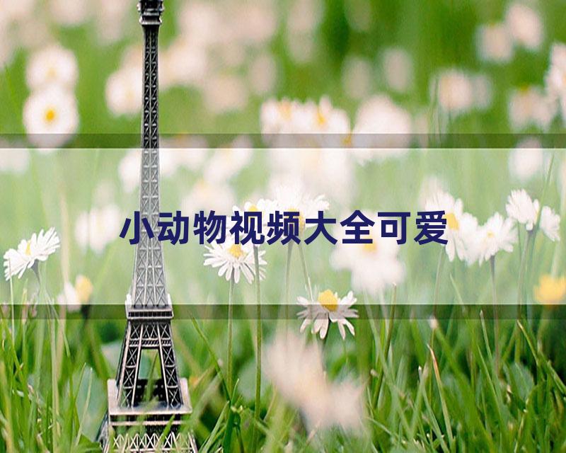 小动物视频大全可爱