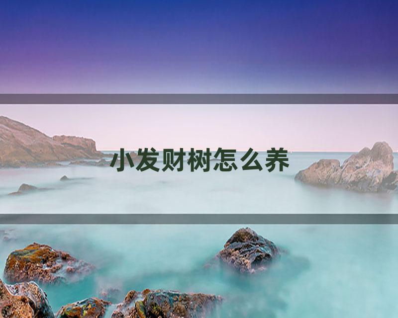 小发财树怎么养