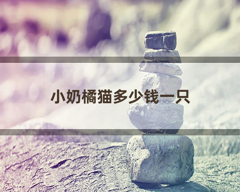 小奶橘猫多少钱一只