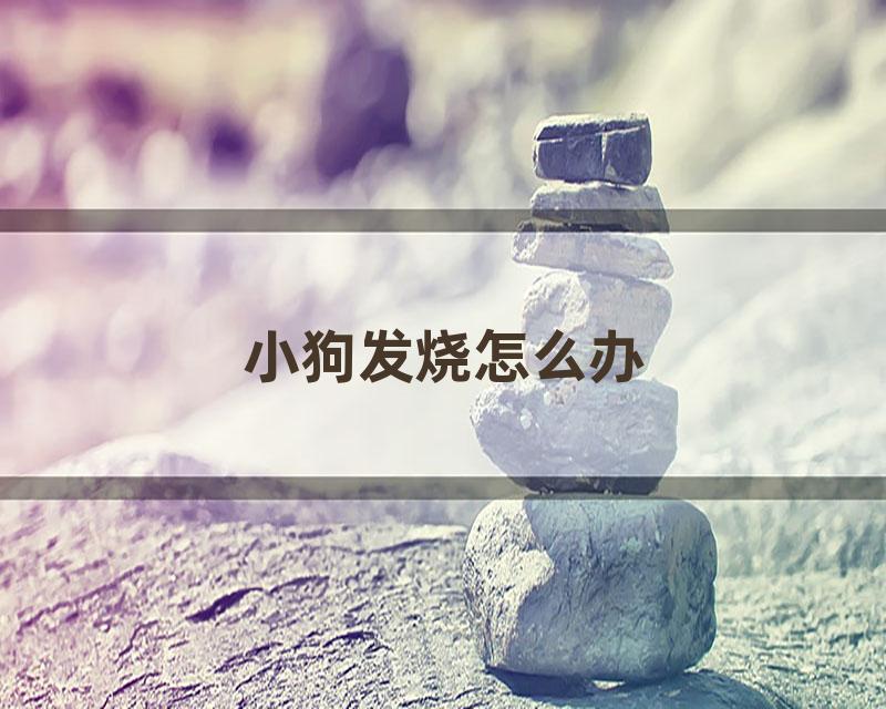 小狗发烧怎么办