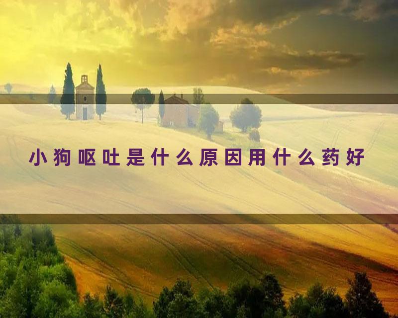 小狗呕吐是什么原因用什么药好