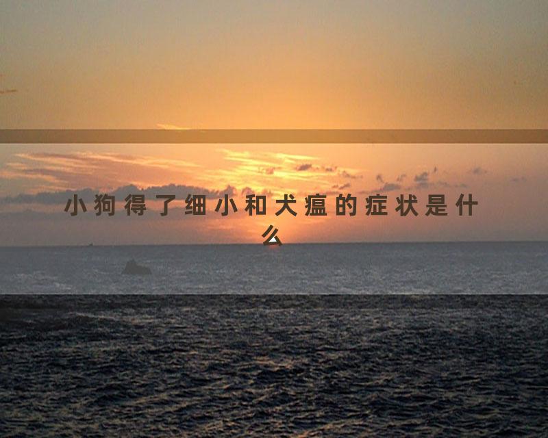 小狗得了细小和犬瘟的症状是什么