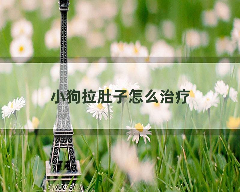 小狗拉肚子怎么治疗