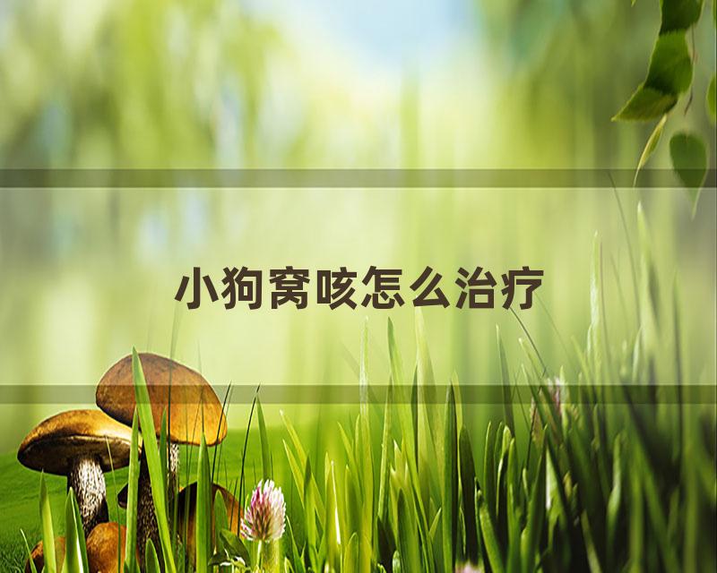 小狗窝咳怎么治疗