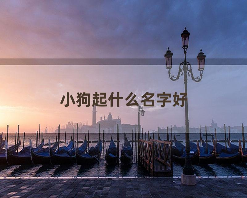 小狗起什么名字好