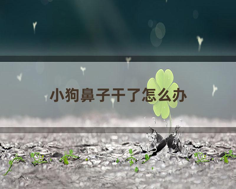 小狗鼻子干了怎么办