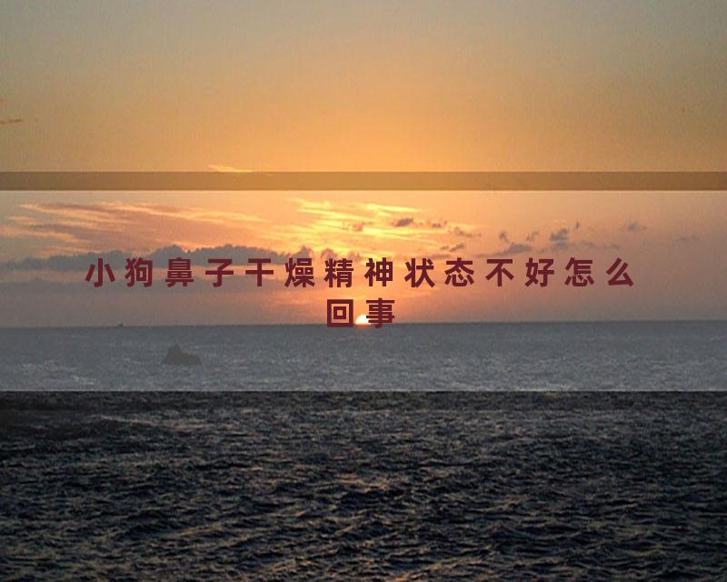 小狗鼻子干燥精神状态不好怎么回事