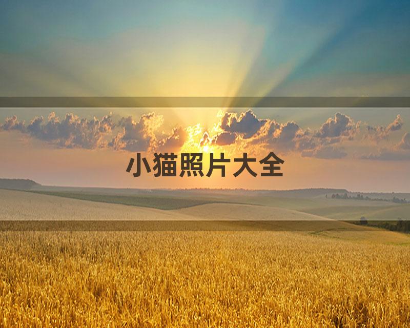 小猫照片大全