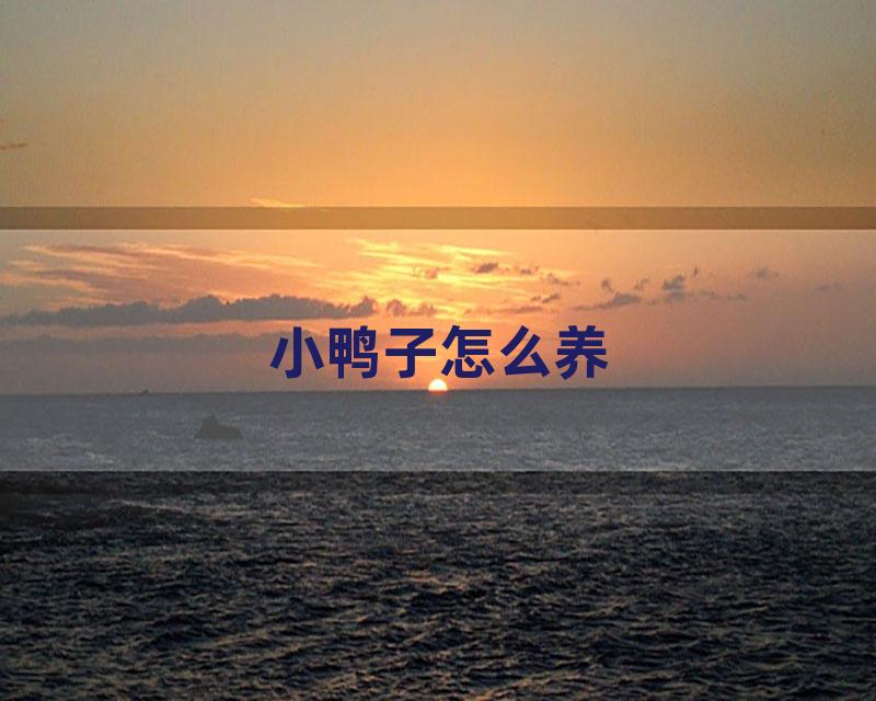 小鸭子怎么养