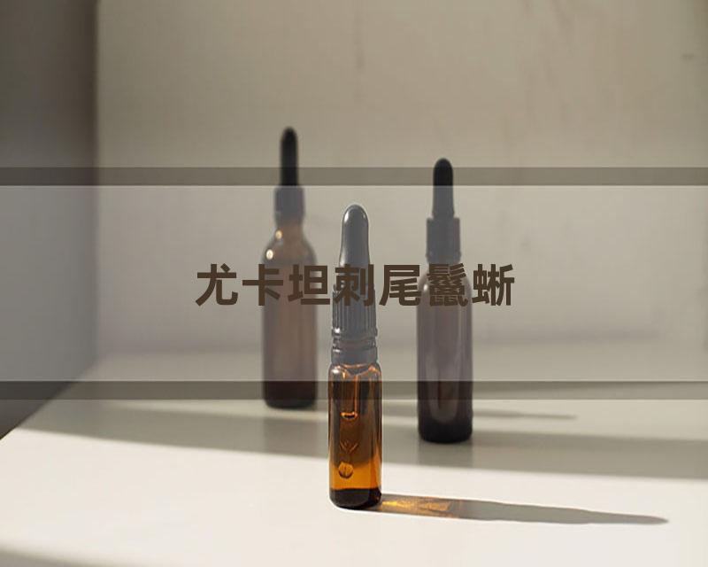 尤卡坦刺尾鬣蜥