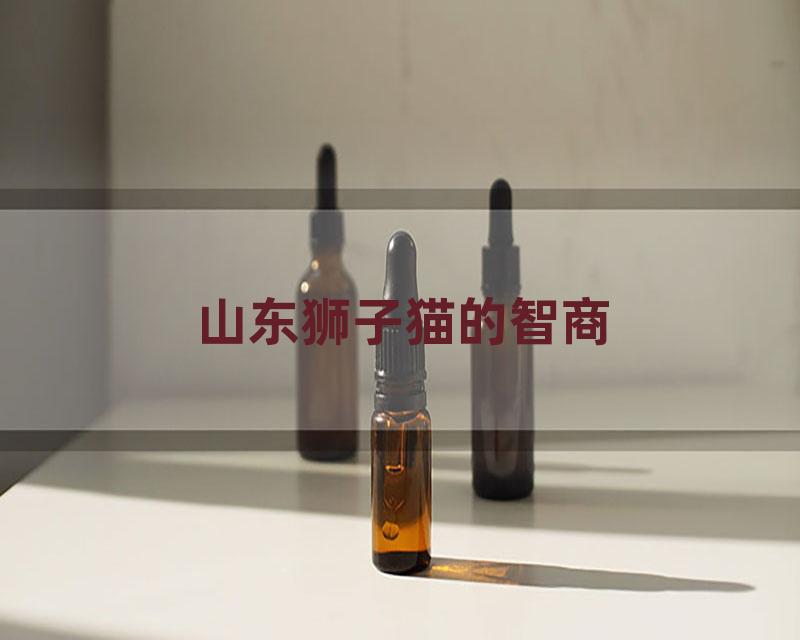 山东狮子猫的智商