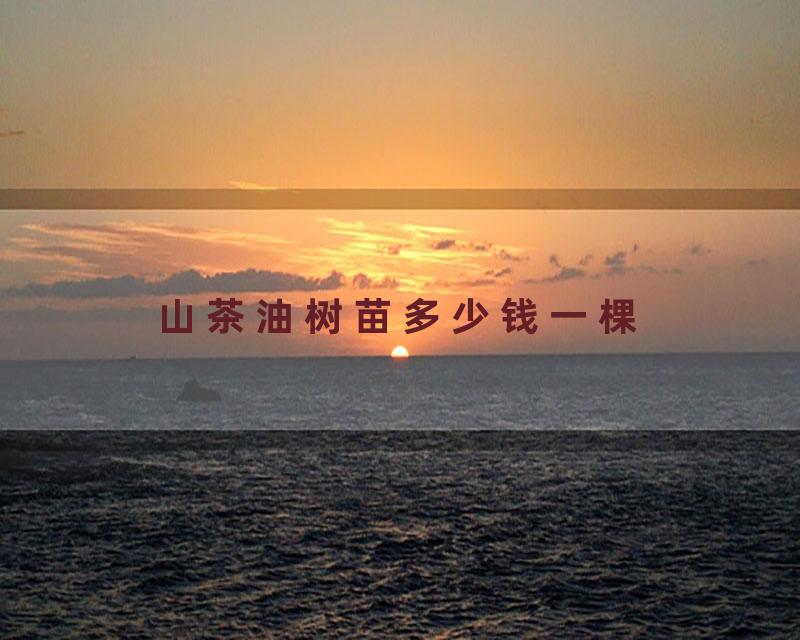 山茶油树苗多少钱一棵