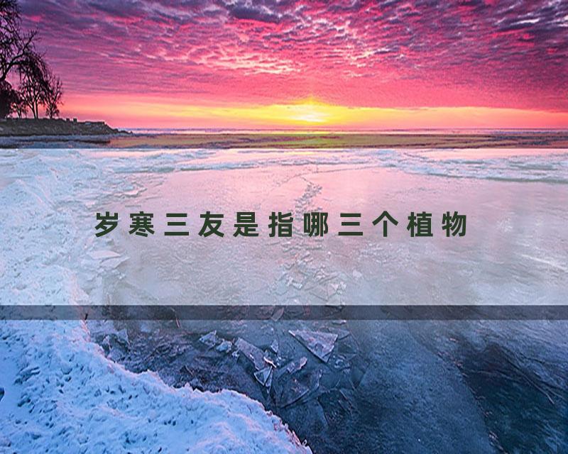 岁寒三友是指哪三个植物