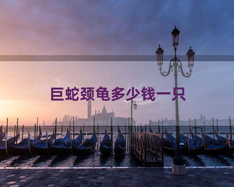 巨蛇颈龟多少钱一只