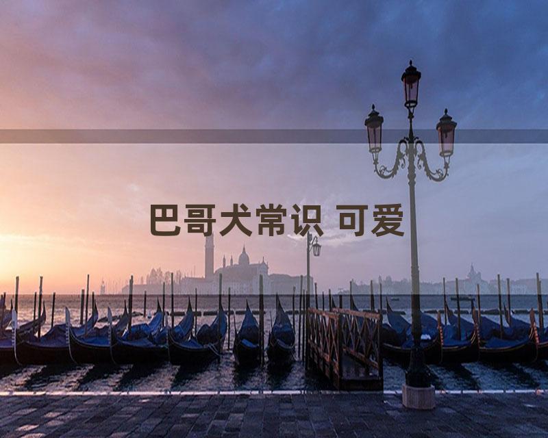 巴哥犬常识 可爱