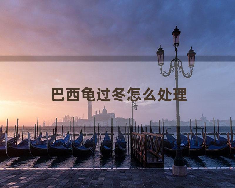 巴西龟过冬怎么处理