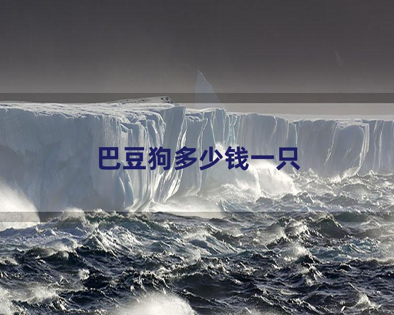 巴豆狗多少钱一只